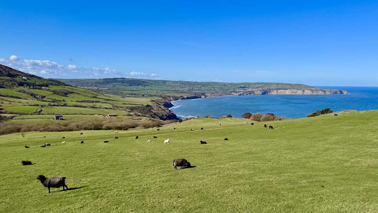 Sheep grazing on the golf course below Raven Hall Hotel, with Robin Hood’s Bay in the background.