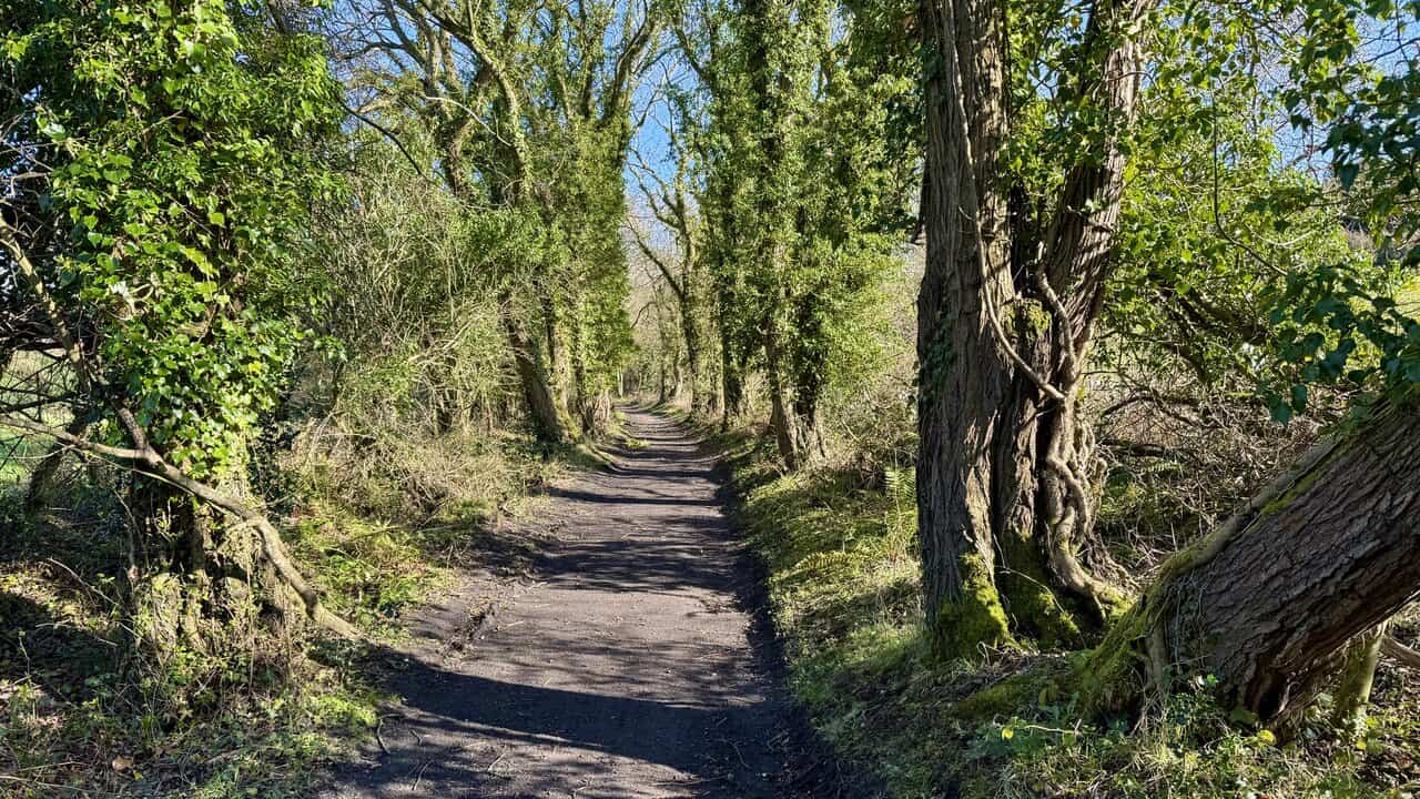 Tree-lined final stretch of the Cinder Track with ivy-covered trunks and a flat, well-surfaced path.