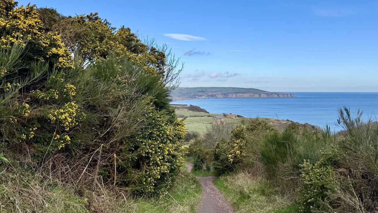 Narrow coastal path winding between bright yellow gorse bushes, with green fields and distant cliffs near Robin Hood’s Bay ahead.