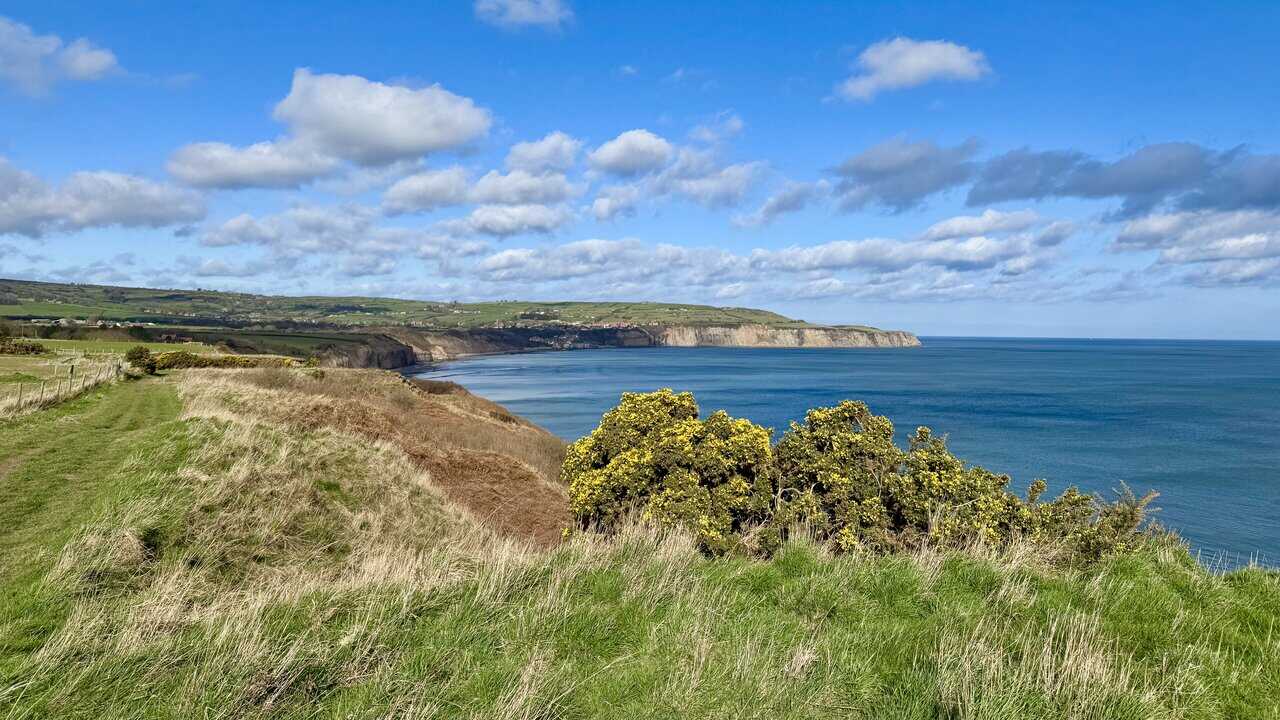 Clifftop view above High Scar, with bright yellow gorse along the edge and the coastline sweeping round towards Robin Hood’s Bay.