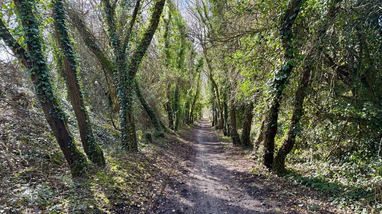The Cinder Track running through a tunnel of ivy-clad trees, with branches arching overhead above the straight path.