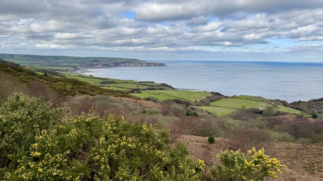 Coastal view near Ravenscar, with yellow gorse above Low Peak, green fields by the cliff edge and Robin Hood’s Bay beyond.
