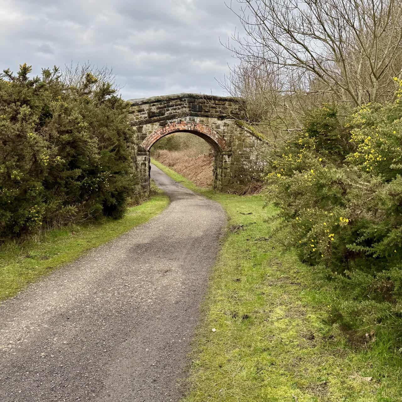 Last bridge on the Cinder Track before Ravenscar, a stone arch with a red brick soffit framed by bright yellow gorse.