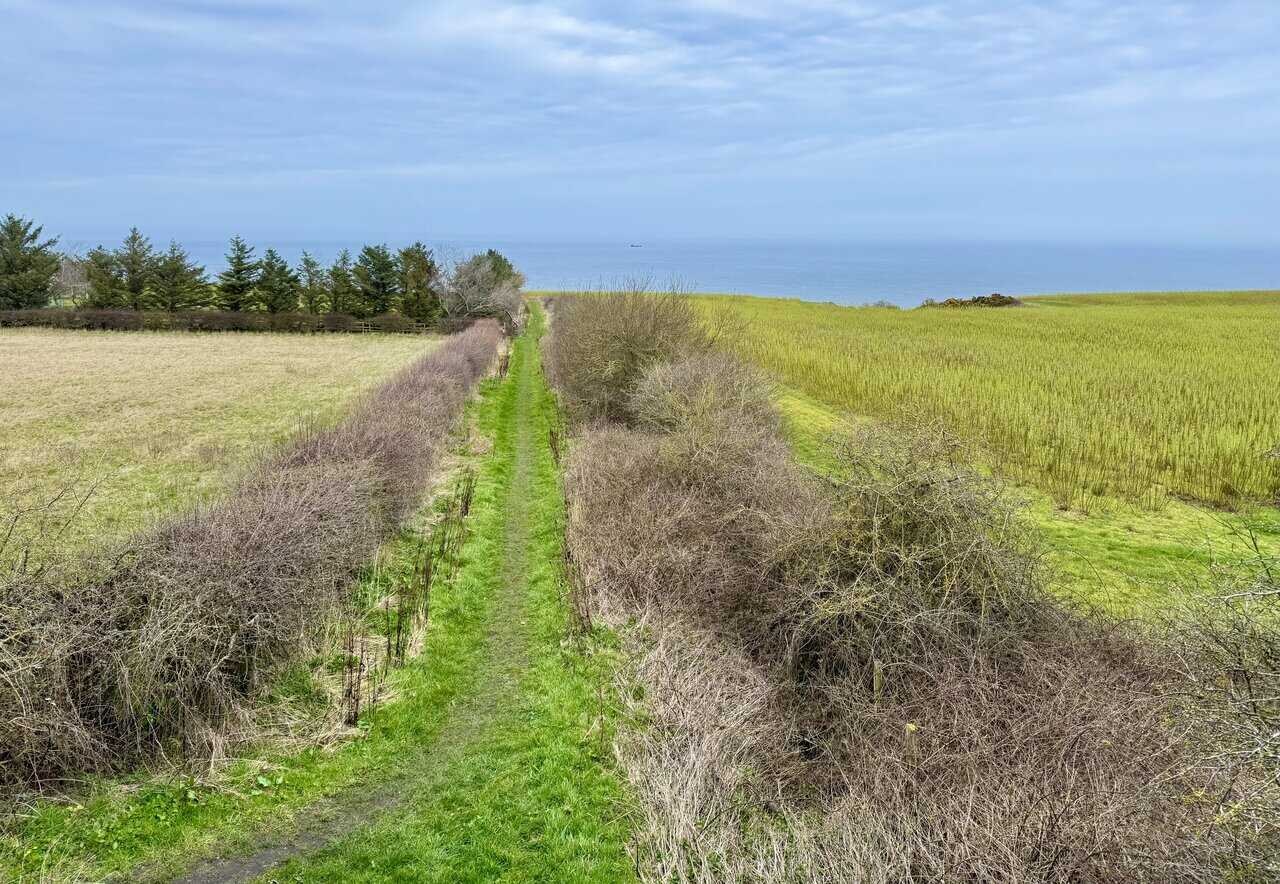 Narrow grassy path between hedgerows leading towards the sea on the Robin Hood's Bay walk.