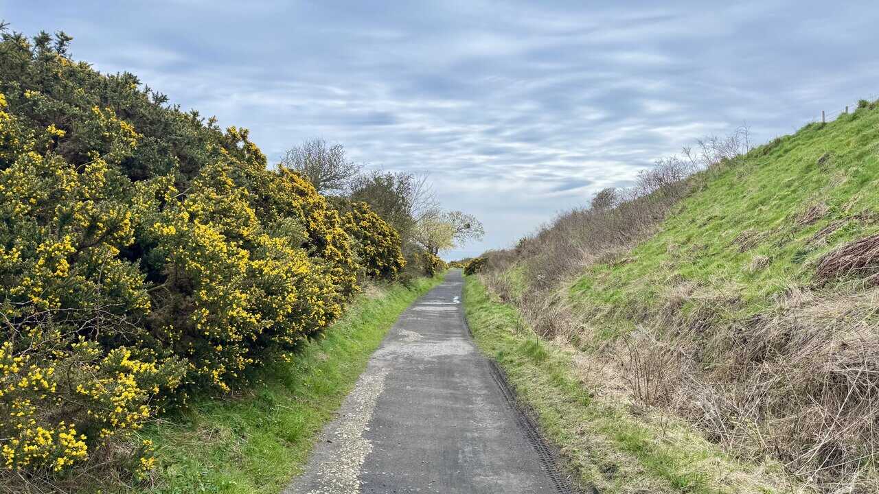 Yellow gorse lining the Cinder Track as it heads back towards Robin Hood’s Bay.
