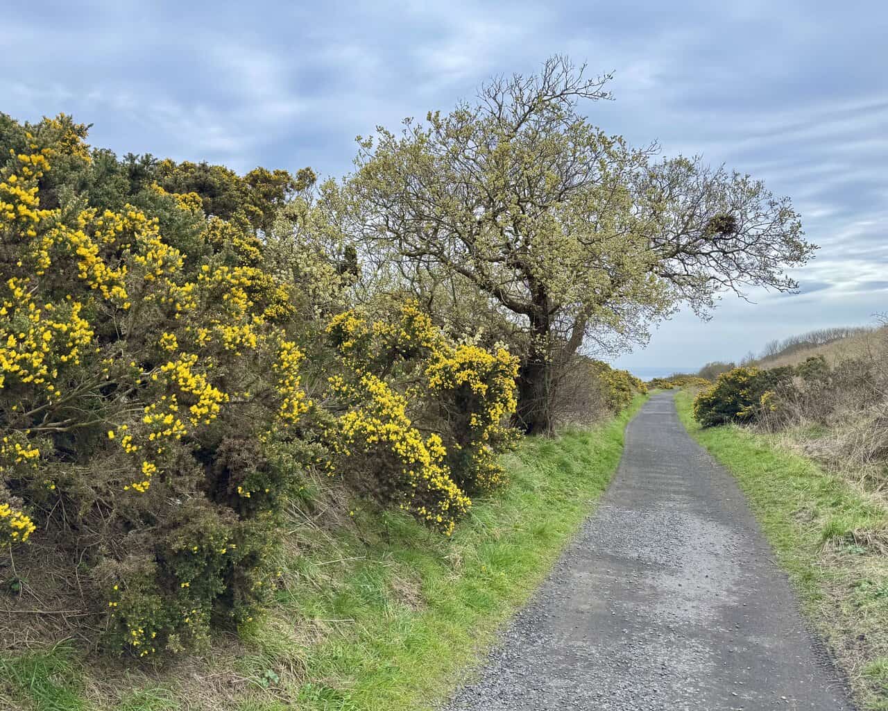 Straight, well-surfaced Cinder Track through grassy banks on the Robin Hood's Bay walk.