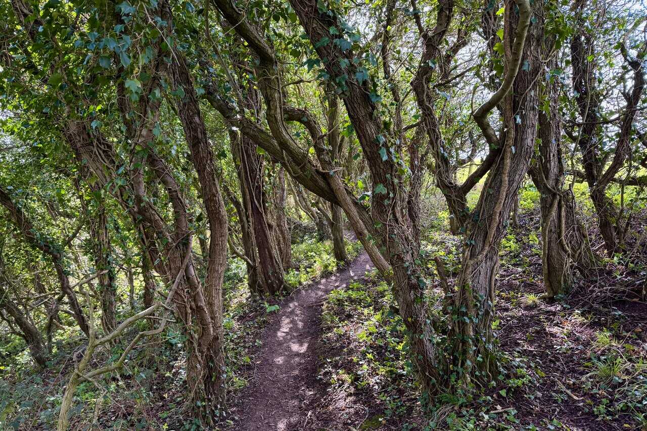 Very narrow woodland path enclosed by twisted, ivy-covered trees forming a dense tunnel overhead.