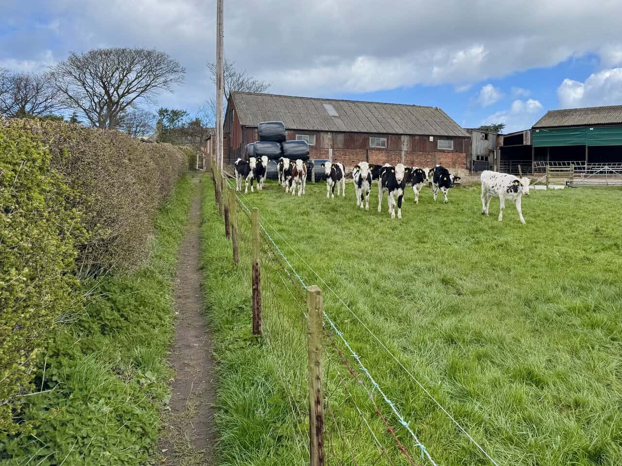 Path on the Runswick Bay walk crossing Dales Beck and climbing towards Hinderwell, with hedgerows, a small field and curious young cows at the fence.
