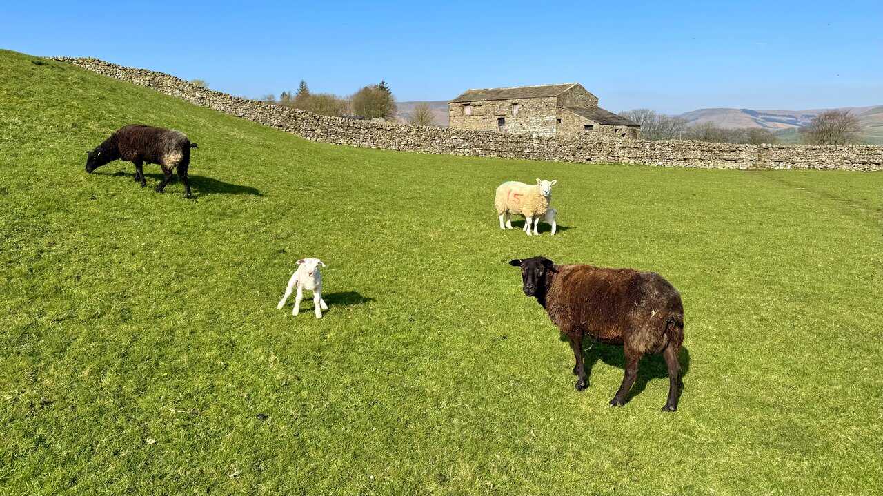 Sheep grazing in a field beside the path on the way from Hawes to Burtersett in Upper Wensleydale.