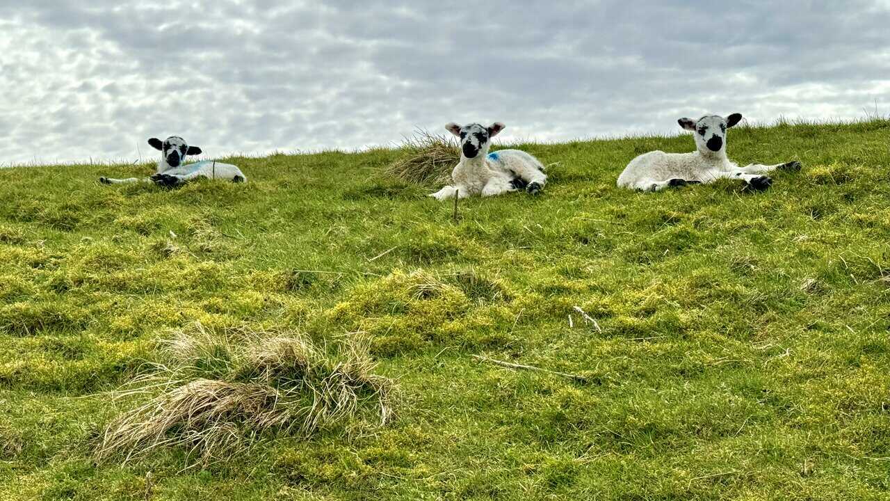 Spring lambs in the fields beside the walking route during lambing time in Upper Wensleydale.