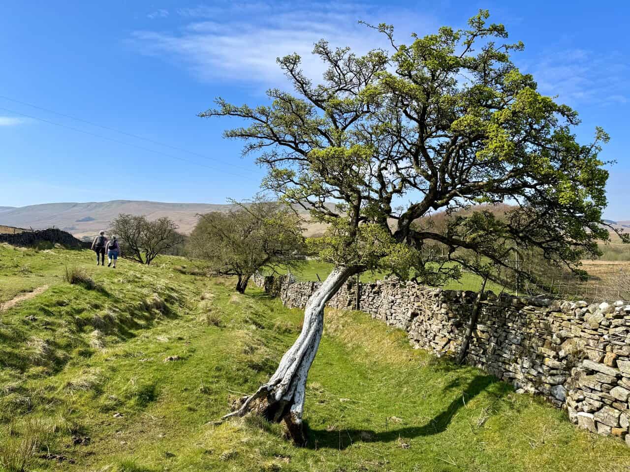 Descending towards Thorney Mire House along a grassy track through the quiet Yorkshire Dales countryside.