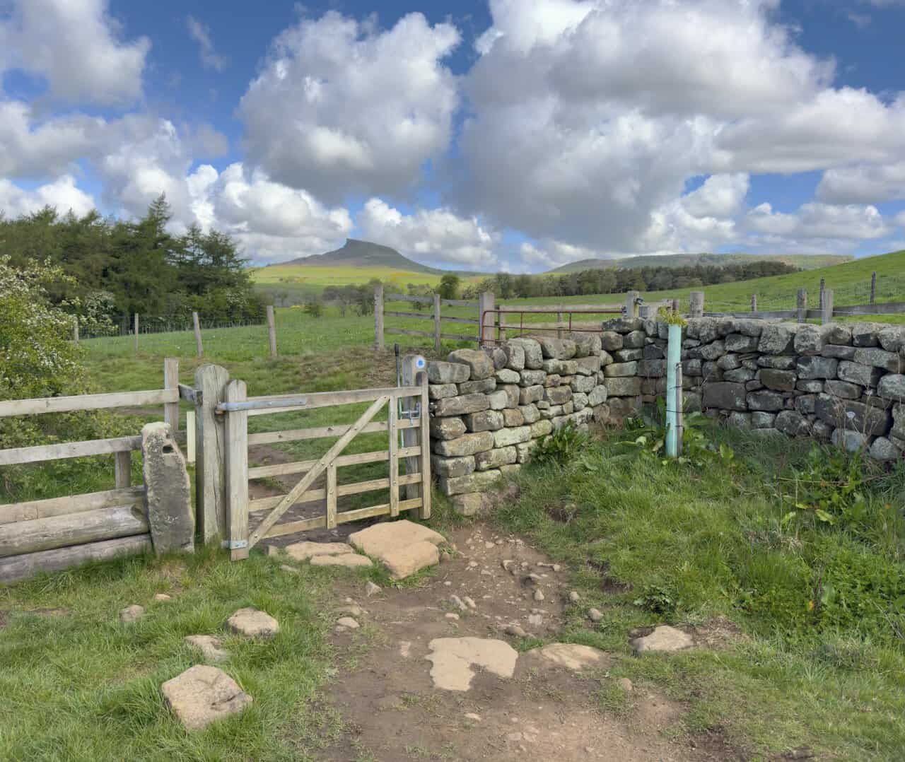 A wooden gate in a dry stone wall frames a distant view of Roseberry Topping on the Great Ayton walk, rising above fields and plantations.