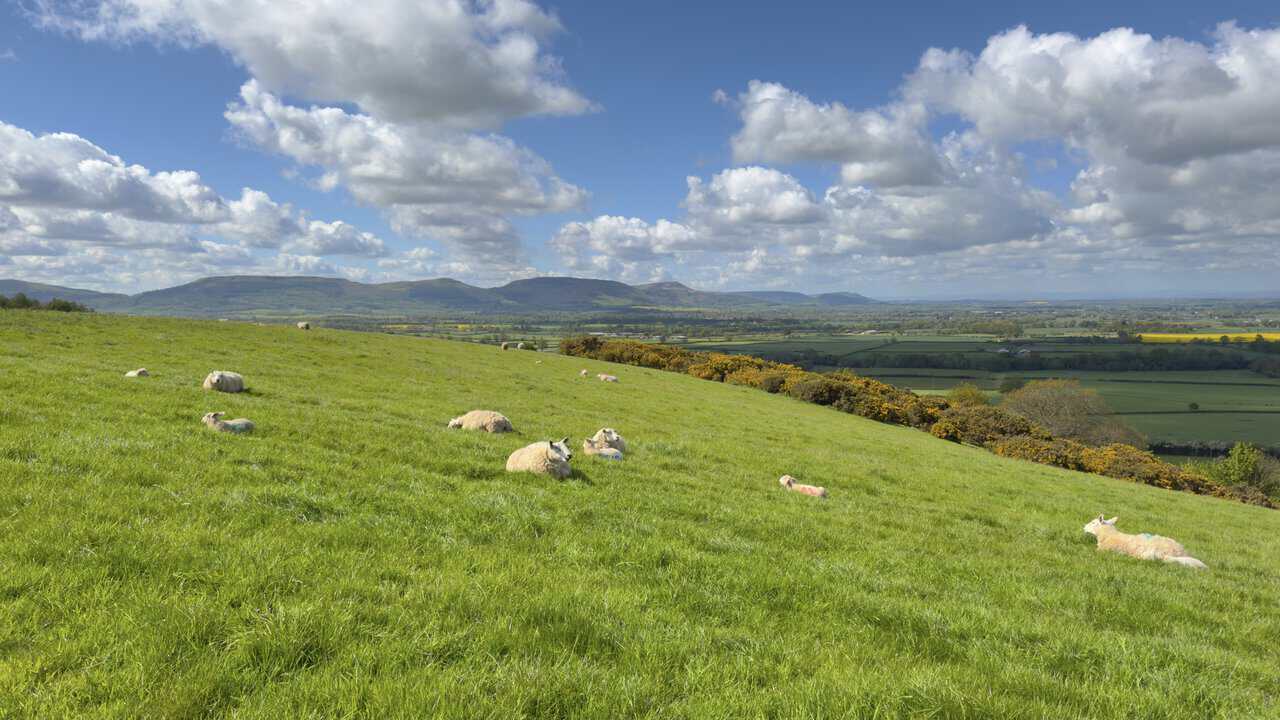 Sheep and lambs rest on a grassy slope, with yellow gorse, rolling fields and the Cleveland Hills beyond.