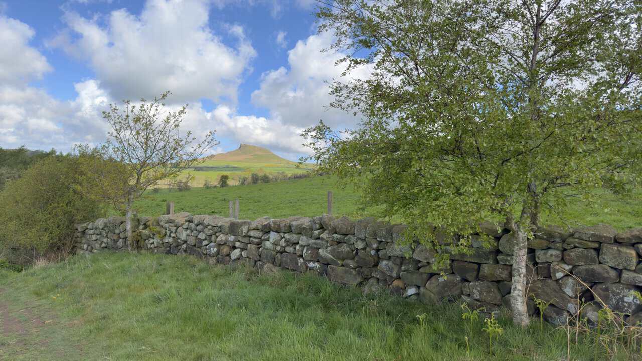 Roseberry Topping rises between slender trees above a dry stone wall, showing the distinctive jagged profile created by its 1912 summit collapse.