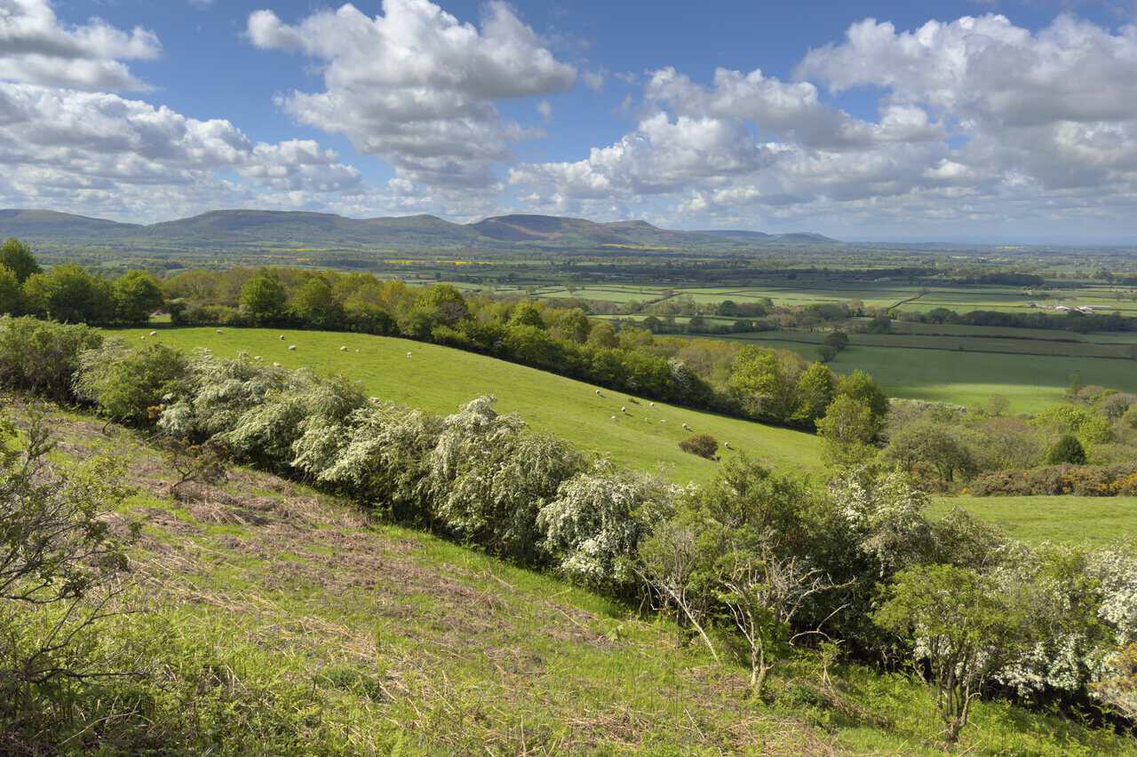Sheep graze in a green field on the Great Ayton walk, with hawthorn blossom and the Cleveland Hills summits of Hasty Bank, Cold Moor, Cringle Moor and Carlton Bank beyond.