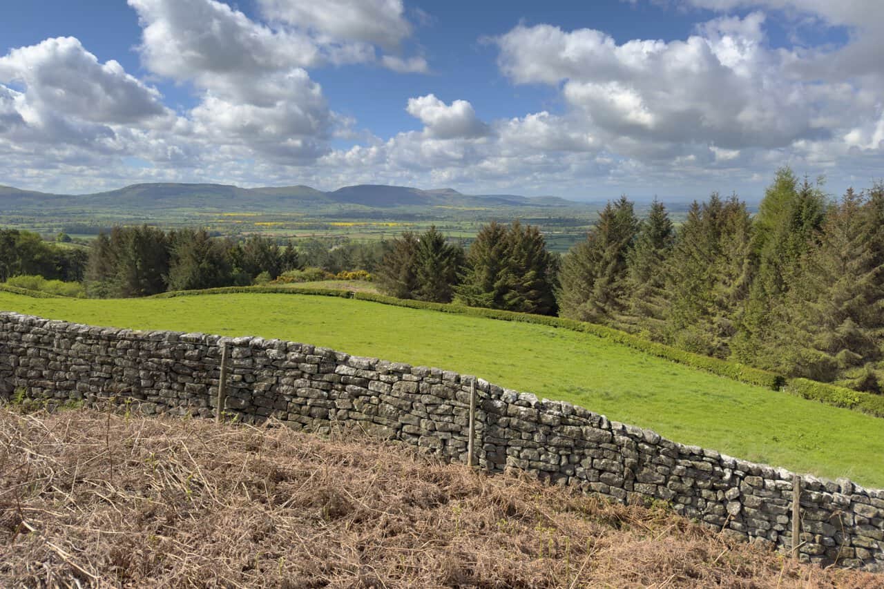 A bridleway beside a dry stone wall looks south across conifers, yellow oilseed rape fields and the Cleveland Hills.