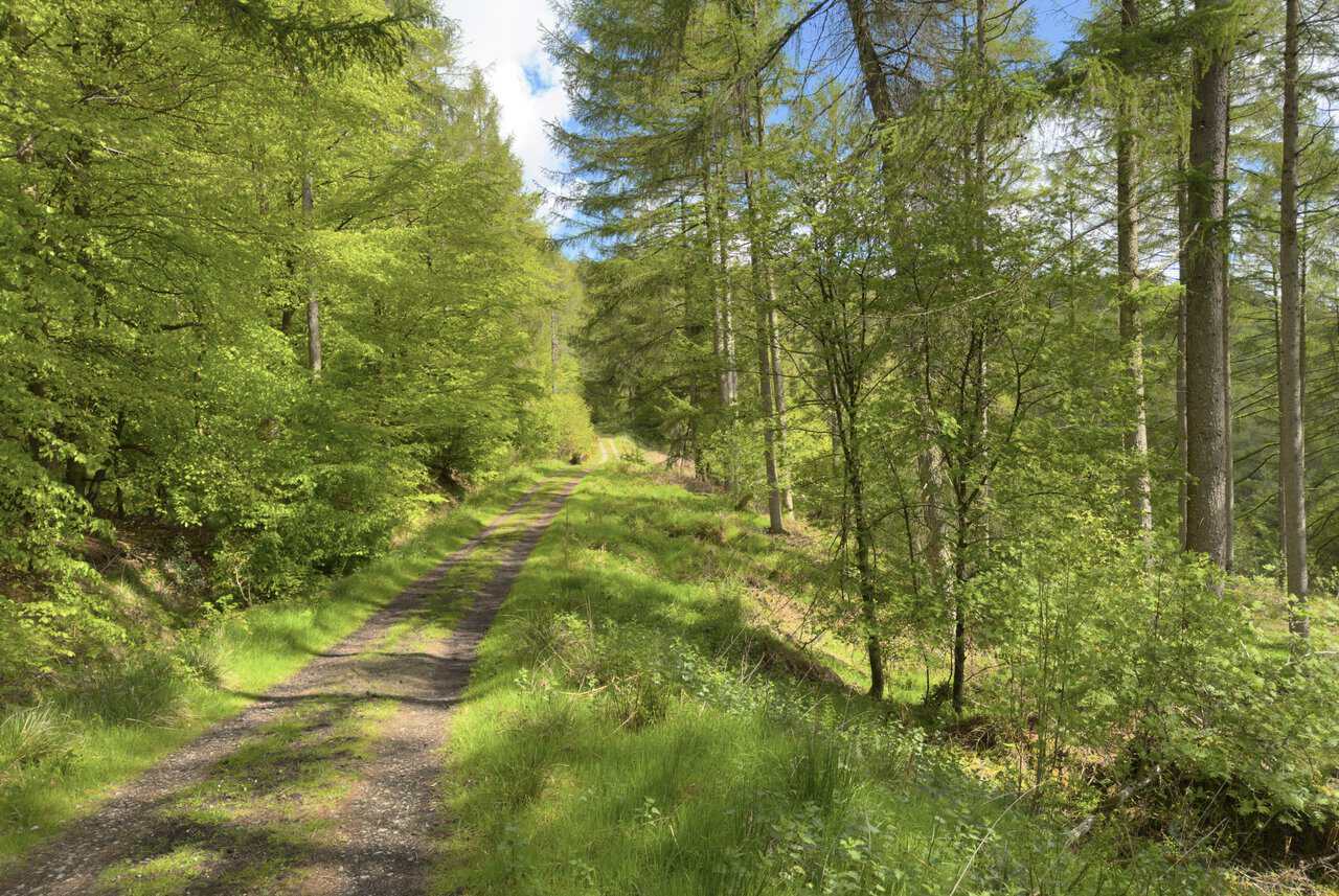 A broad forestry track winds through Mill Bank Wood beneath fresh green beech leaves and tall conifers.