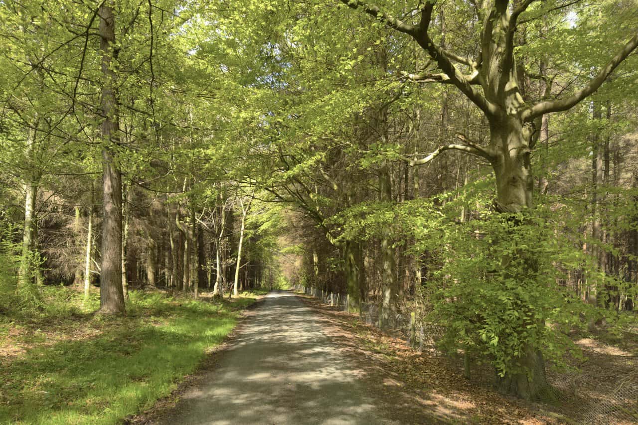 A quiet tarmac lane passes through Pale End Plantation beneath mature beech and oak trees, with sunlight dappling the road ahead.