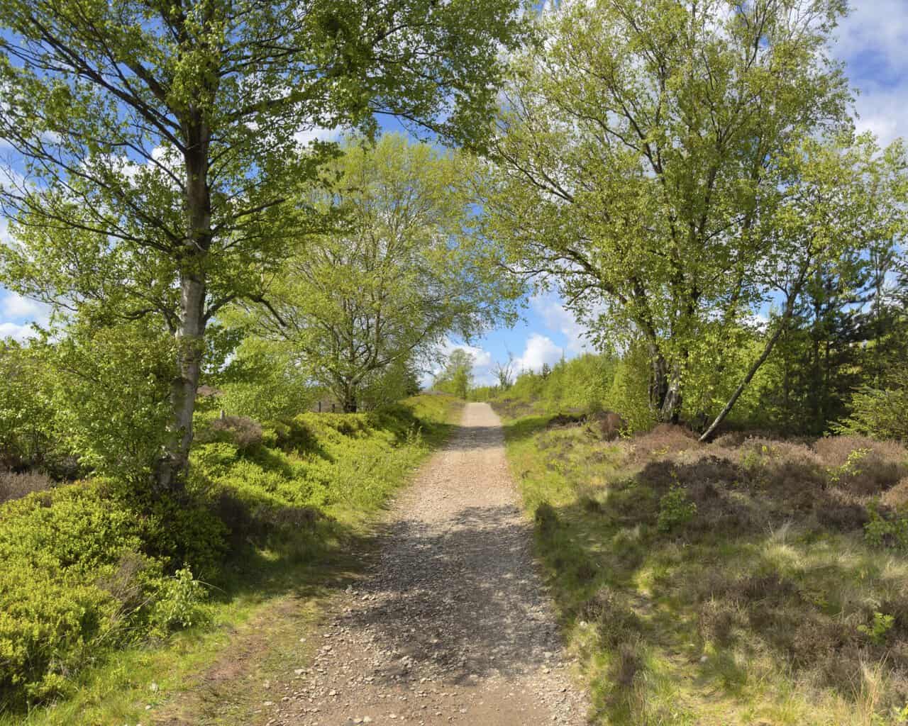 The Cleveland Way follows a level stone track lined with silver birch, heather and bilberry on the approach towards Hanging Stone.