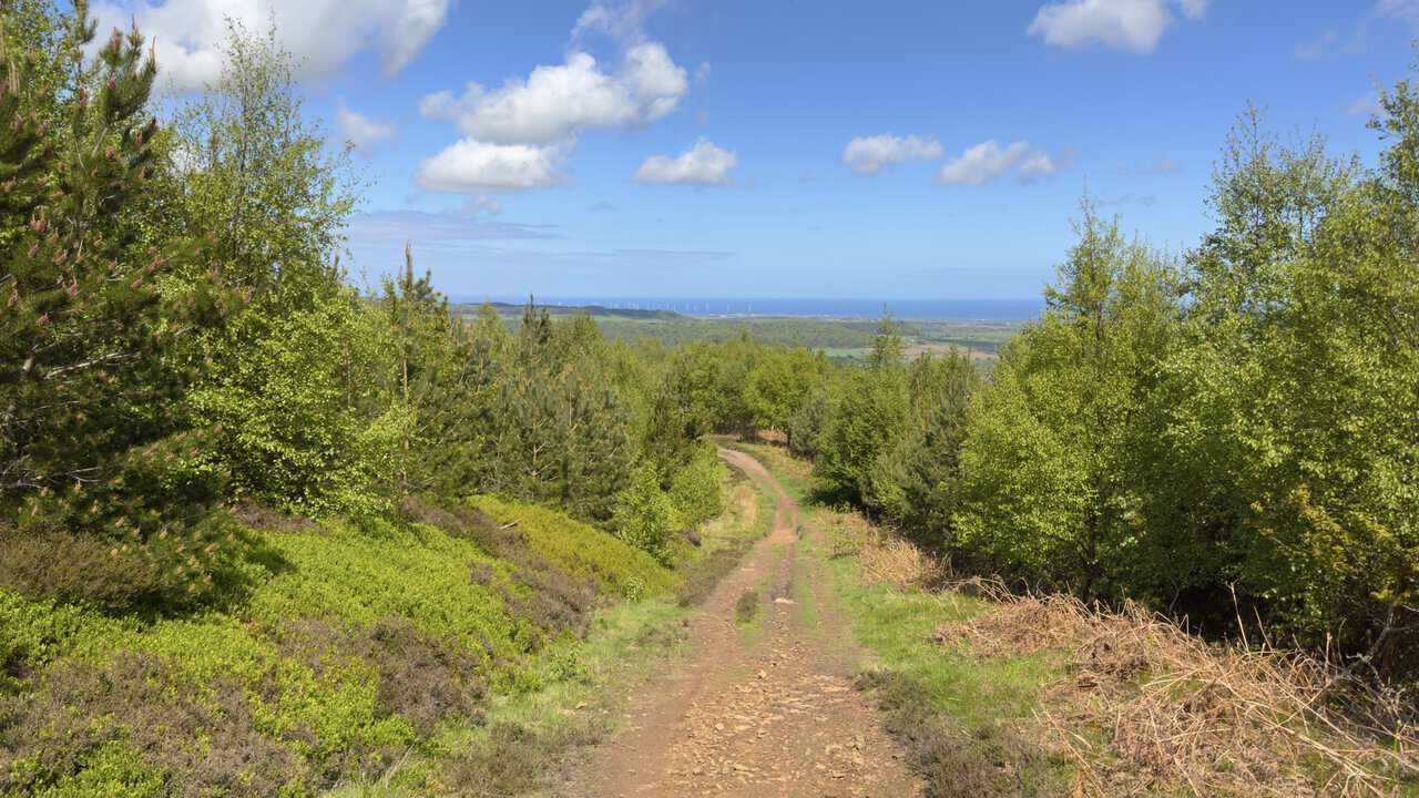 A track drops gently from the Cleveland Way towards Hanging Stone, with young conifers, birch trees and distant views of the North Sea.