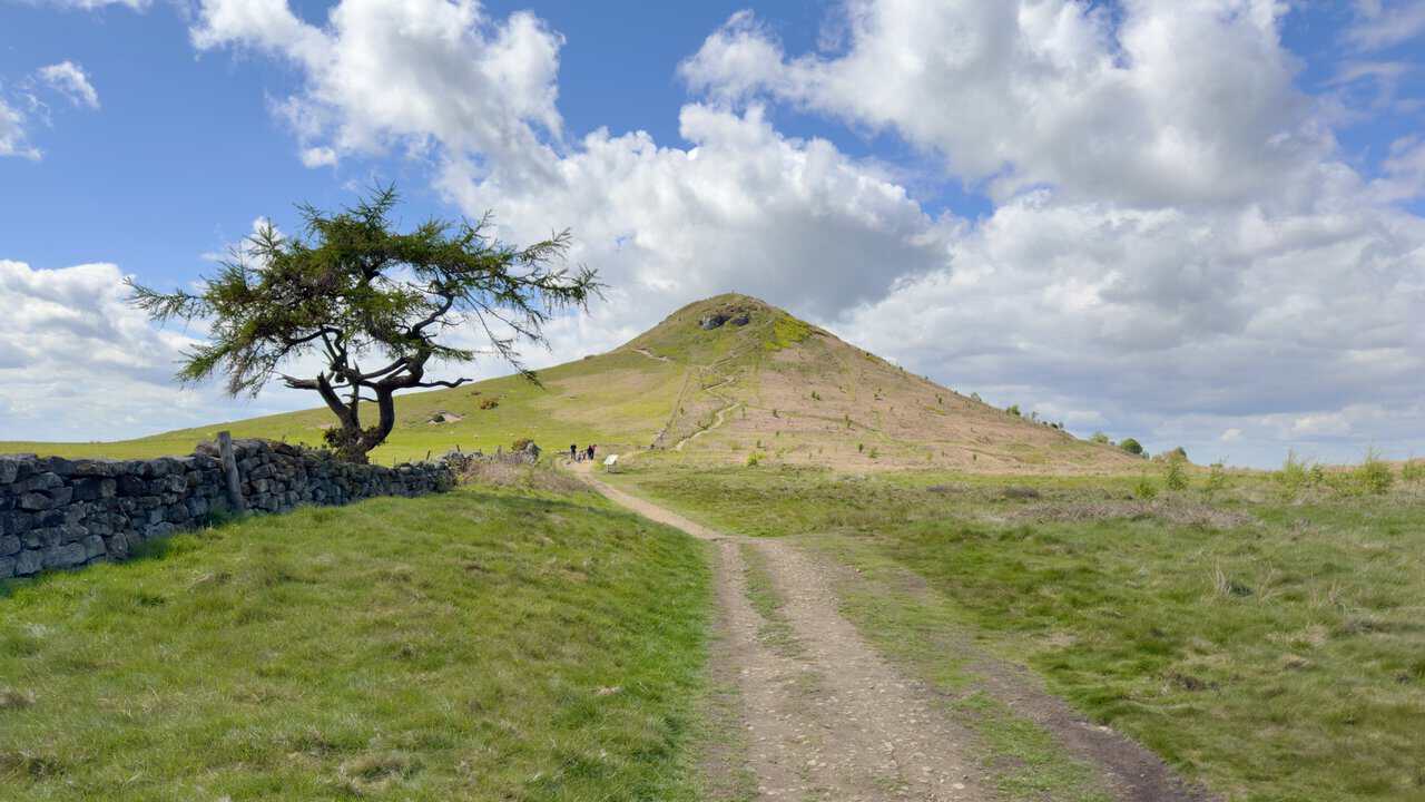 Roseberry Topping rises beyond Roseberry Common, framed by a windswept larch tree and a dry stone wall beside the Cleveland Way.