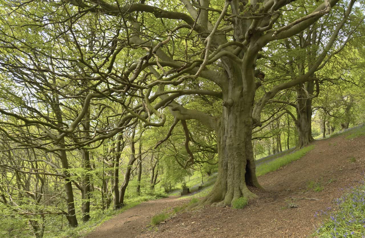 An old beech tree with twisted branches stands beside the path through Cliff Ridge Wood, above a carpet of bluebells.