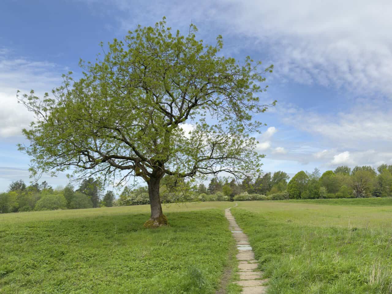 A lone tree beside a stone flagged path crossing the wildflower meadows of Grassington Park Estate, seen on the Hebden walk.