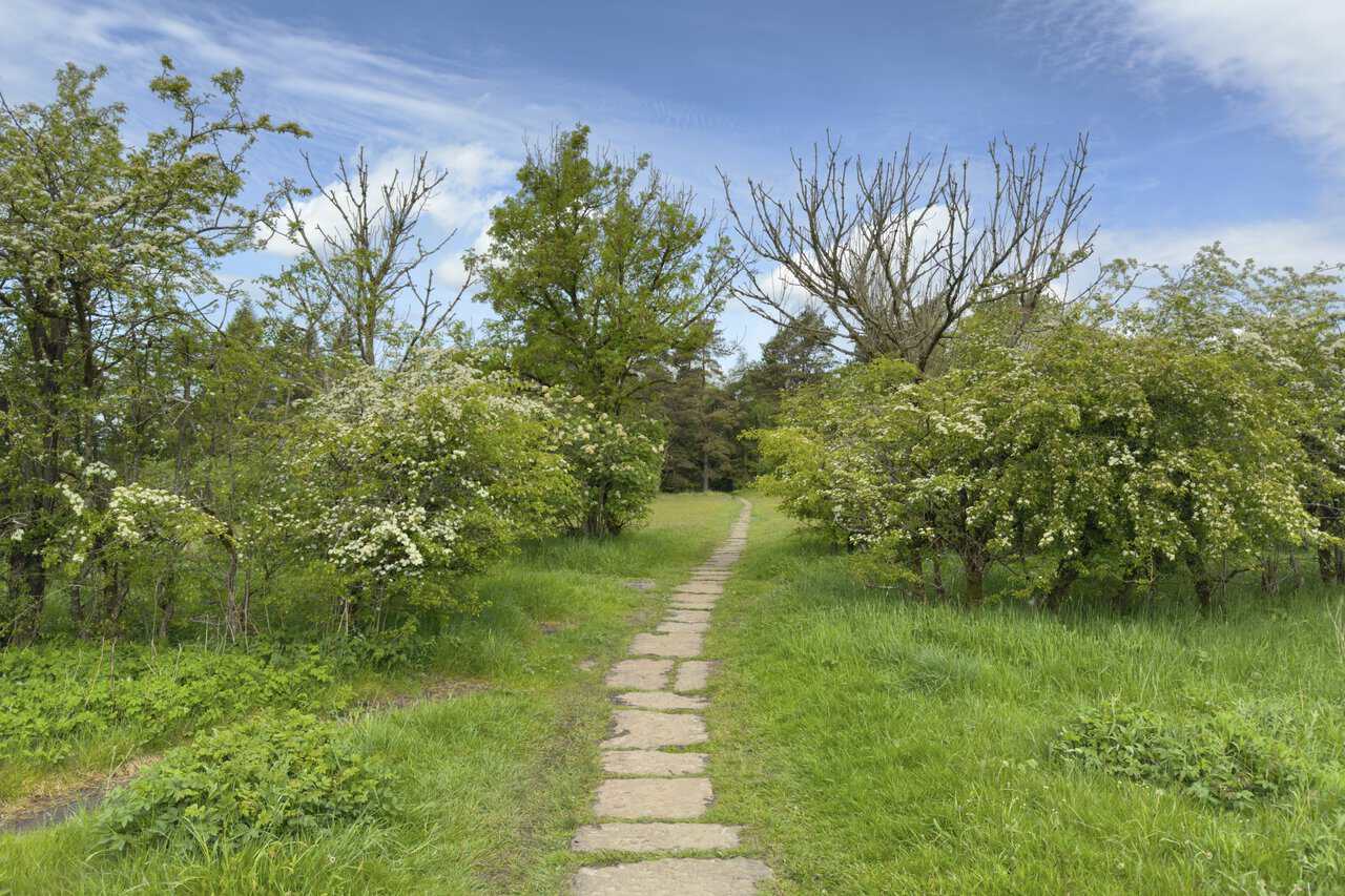 A flagged stone path threading between hawthorn trees in creamy white blossom in Grassington Park Estate Meadows.