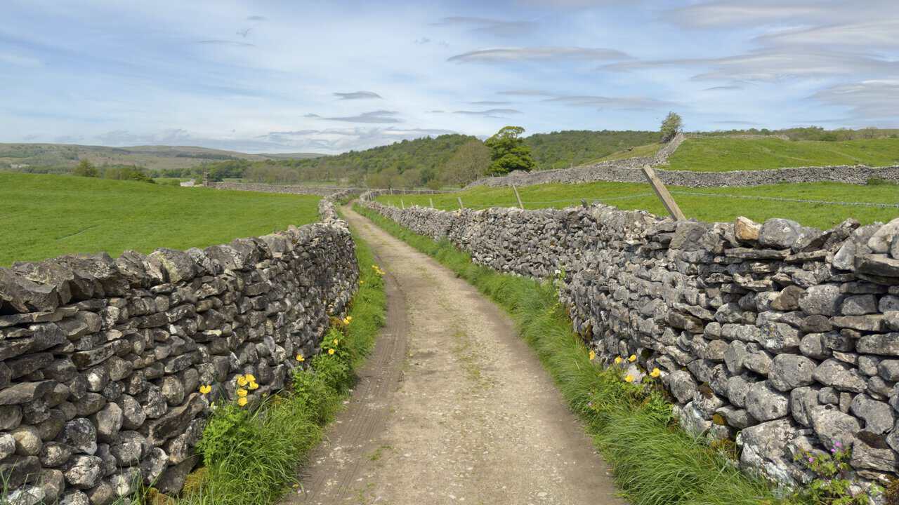 Cove Lane on the western edge of Grassington, a stone track enclosed by dry stone walls and grassy banks dotted with yellow wildflowers.
