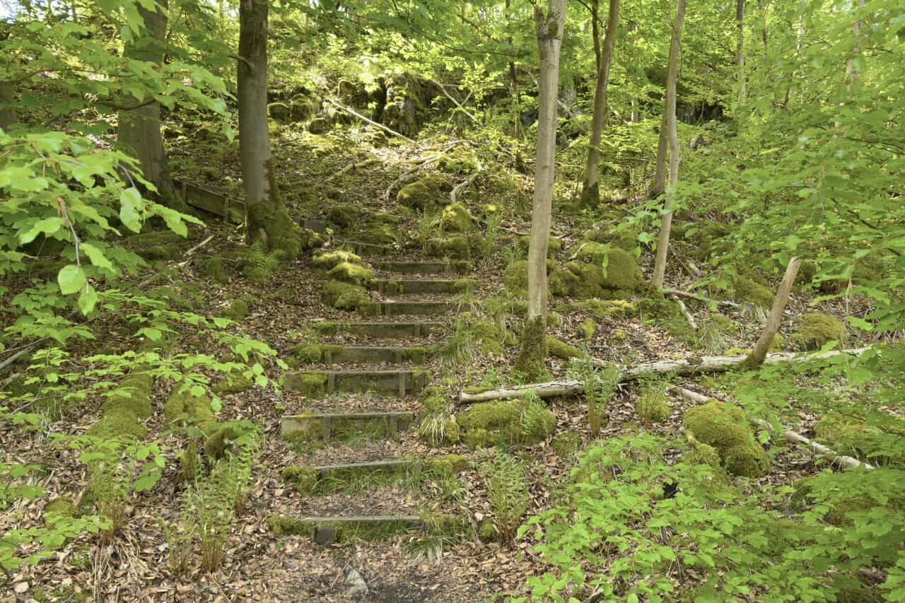 Old wooden steps climbing through Grass Wood near Grassington, surrounded by moss-covered stones and ferns on this Hebden walk.