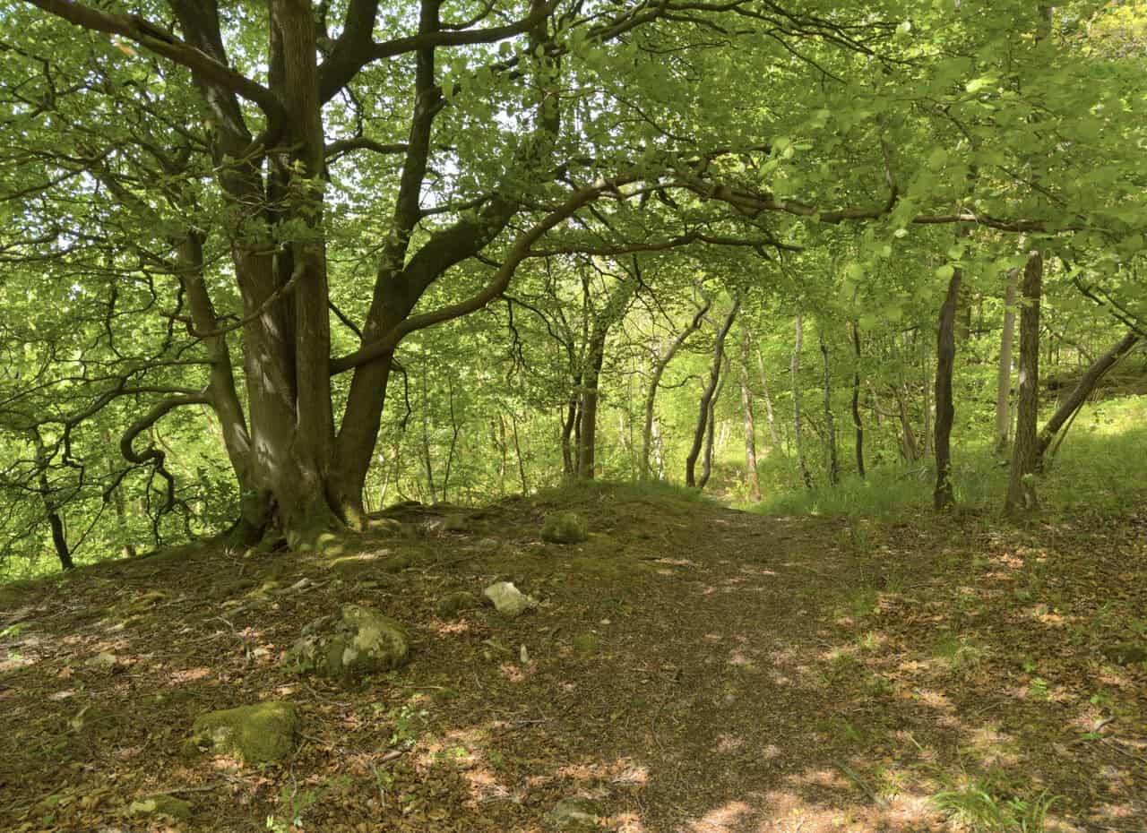 Woodland path descending through mossy boulders and mature trees in Grass Wood near Grassington.