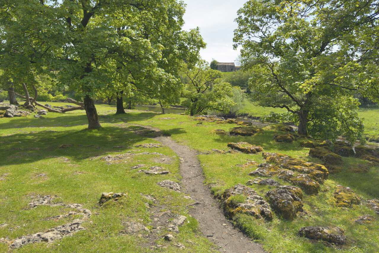Riverside path on the open banks of the River Wharfe between Lower Grass Wood and Ghaistrill's Strid, seen on the Hebden walk.