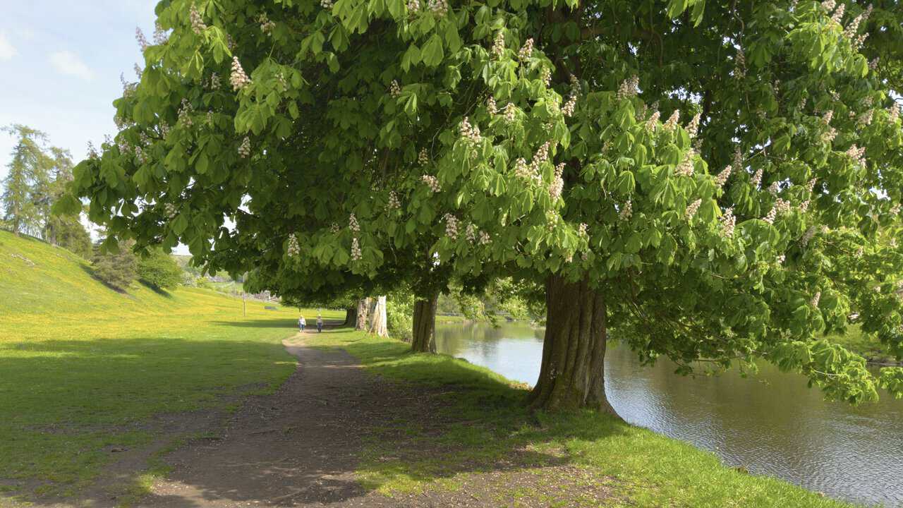 Chestnut trees in blossom lining the Dales Way footpath beside the River Wharfe, with a buttercup-strewn meadow alongside.