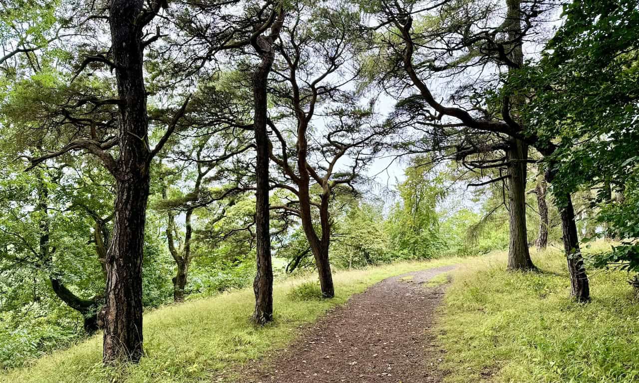 Twisted trees and a moss-covered dry stone wall flank the woodland trail, one of the most charming sections of the Leyburn Shawl walks.
