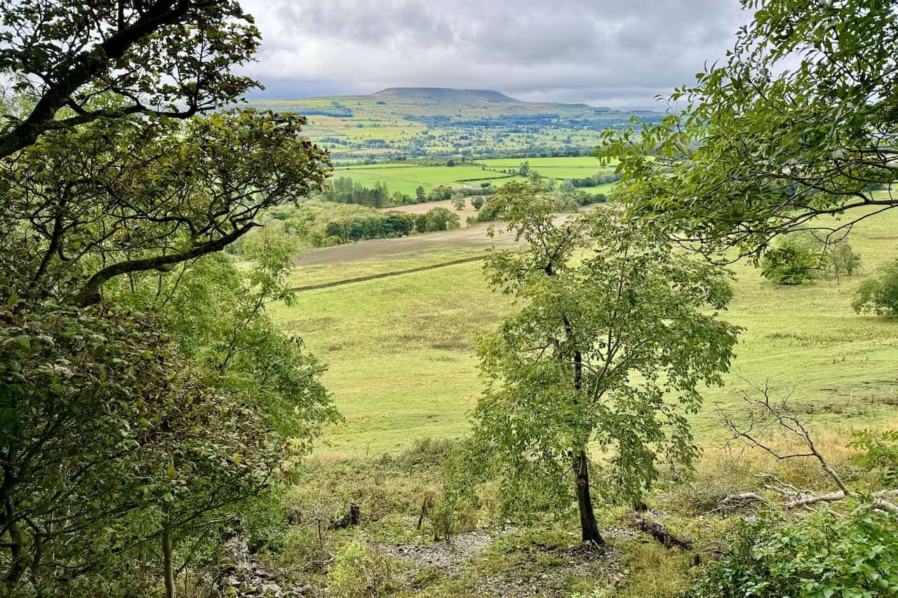 The trees open up to reveal magnificent views of the Wensleydale valley, with Penhill dominating the landscape beyond the limestone outcrop of the Shawl.