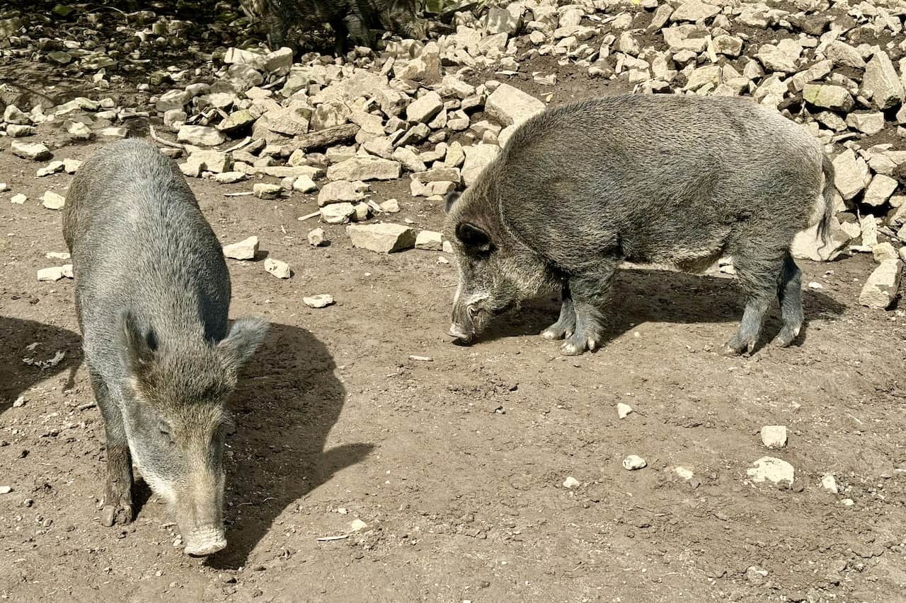 Wild boars are kept near the car park at Bolton Castle, a popular highlight on the longer of the Leyburn Shawl walks and a nod to the animals that once roamed these woodlands.