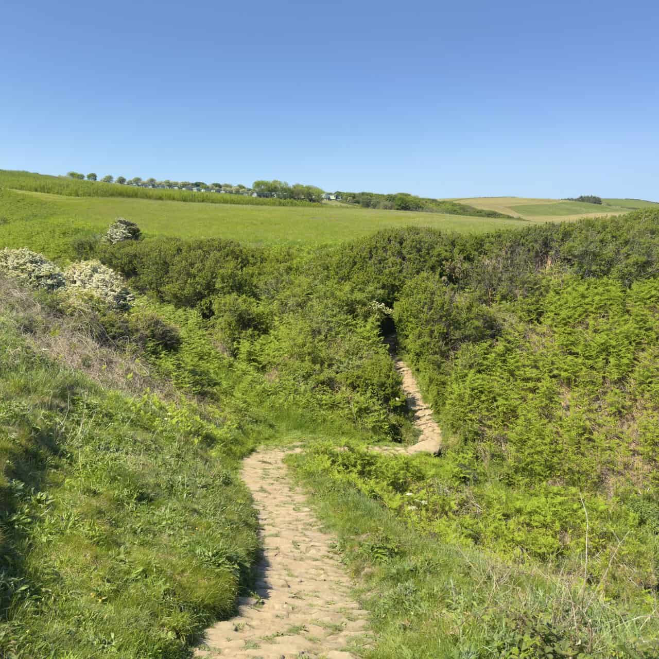 The Whitby walk follows the clifftop path as it dips through dense scrub and bracken towards a small stream valley.