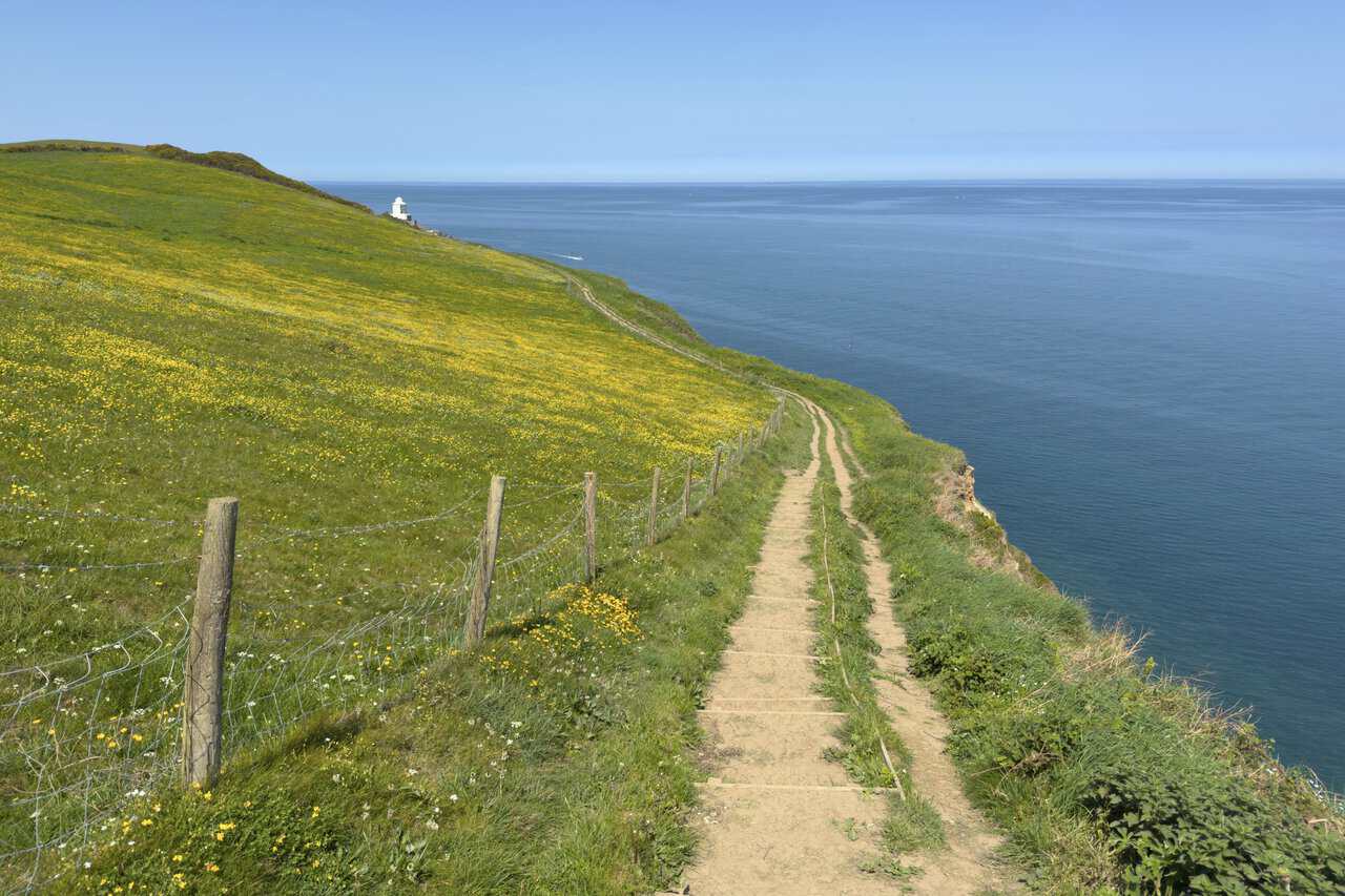 Steps descend beside a buttercup meadow on the Cleveland Way, with Whitby Lighthouse visible ahead near Ling Hill.