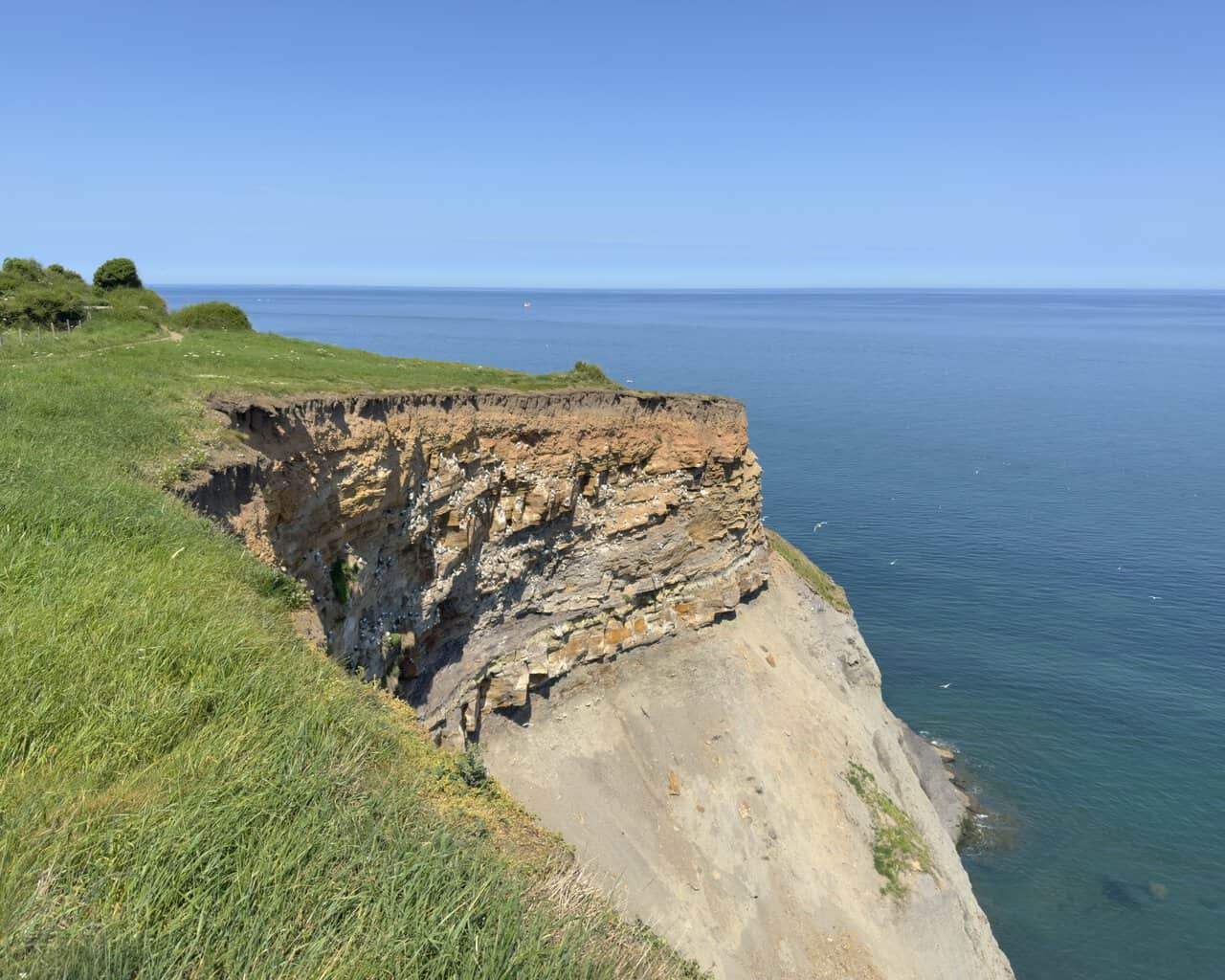 Seabirds gather on the cliff face beside the Whitby walk, between Whitby Lighthouse and the fog signal.
