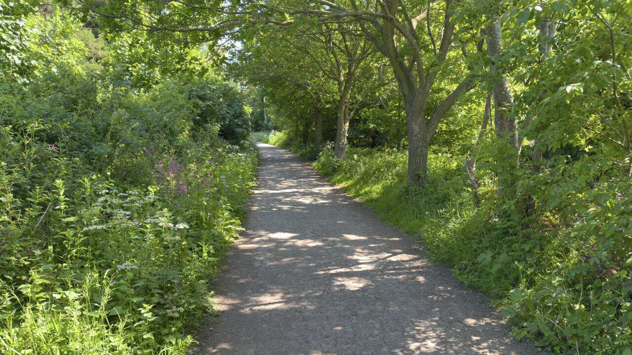The Cinder Track runs south towards Stainsacre through woodland, with trees, tall grasses, cow parsley and pink campion beside the path.