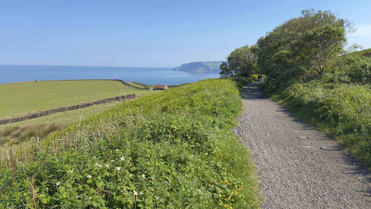 Robin Hood's Bay comes back into view on the Whitby walk, with sheep grazing in walled fields and Ravenscar across the water.