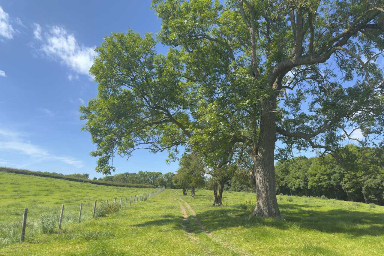 A grassy bridleway on a Ripon walk crossing open countryside from Whitcliffe Hall Farm towards Mackershaw Trough.