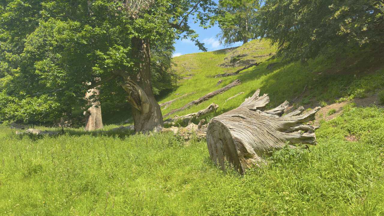 Ancient trees, fallen deadwood and gnarled trunks on the grassy slopes of Studley Royal Deer Park.