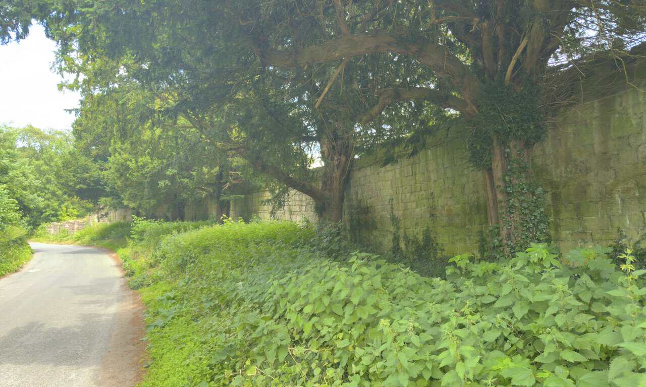 Yew trees growing beside the ancient Fountains Abbey precinct wall on Fountains Lane.