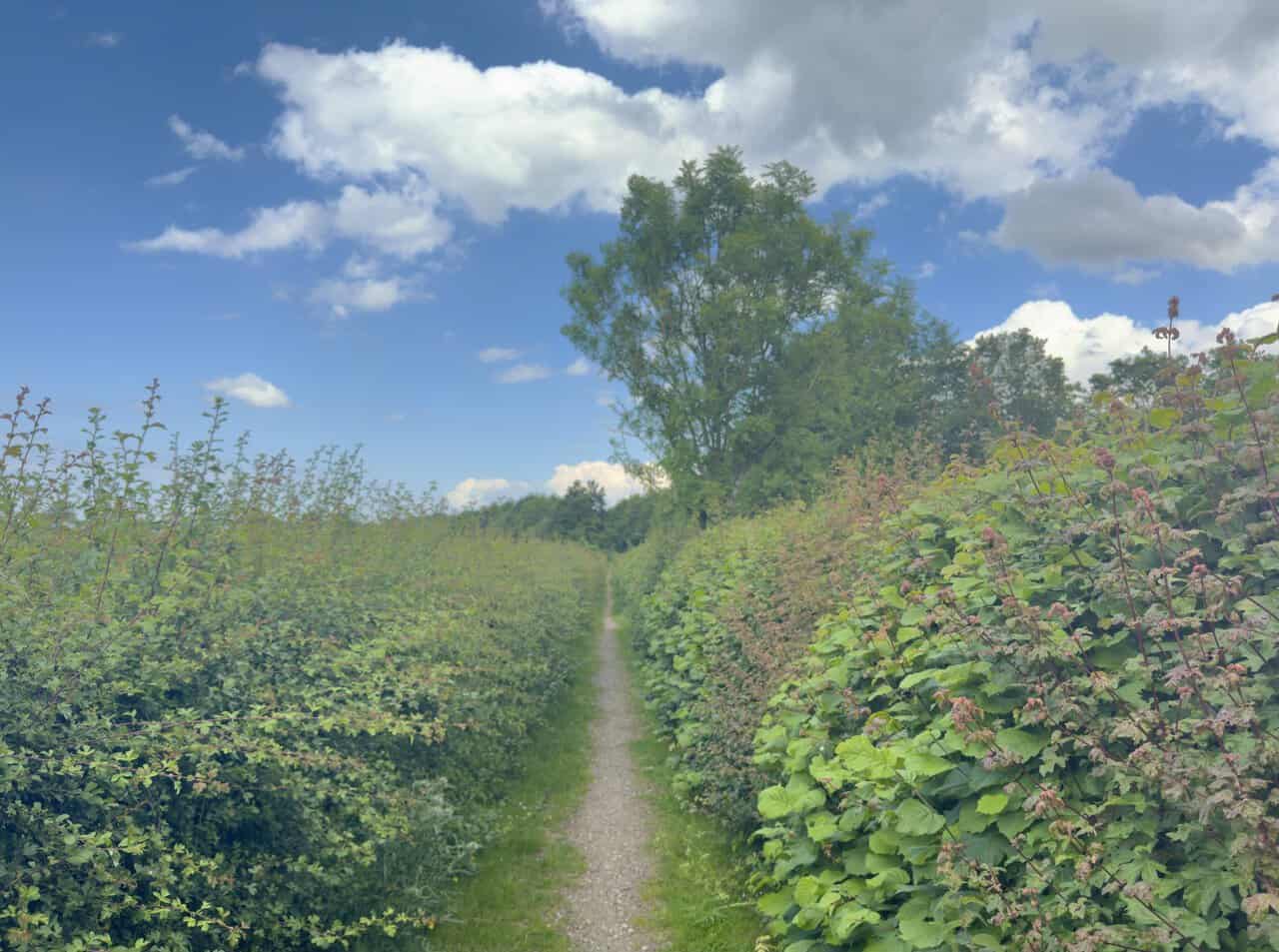 A narrow public bridleway running behind the hedgerow near Fountains Lane, away from the nearby road.
