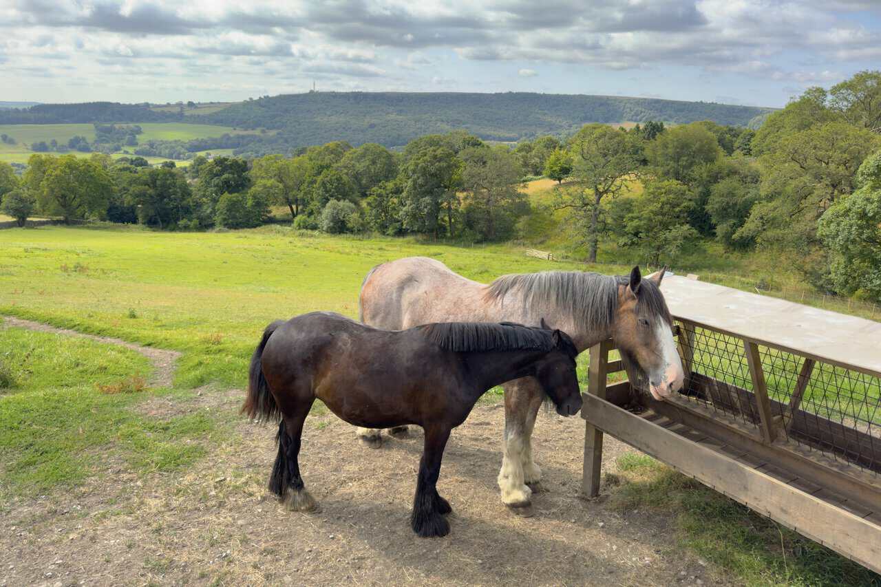 Two heavy horses drinking from a trough with wooded hills across the valley.