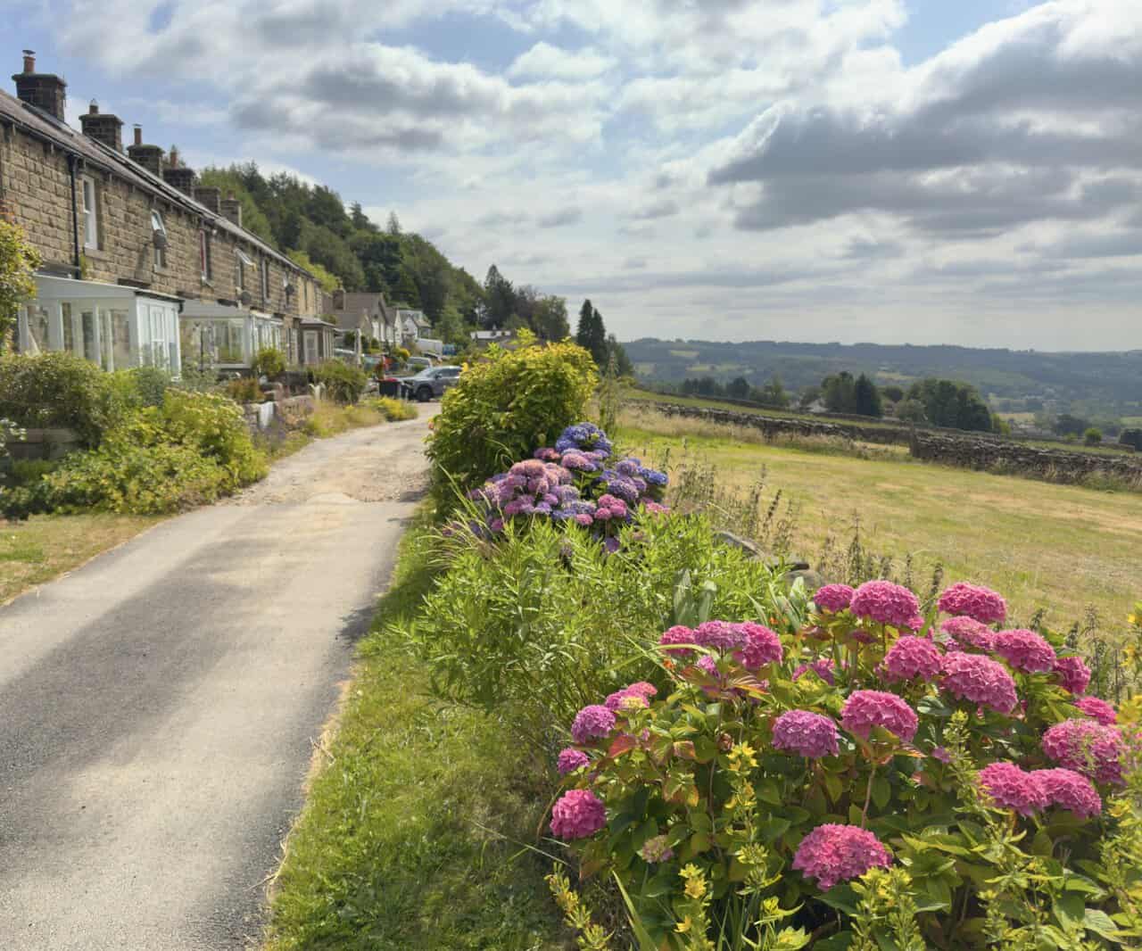 Terraced cottages and colourful hydrangeas beside the path through Blazefield.