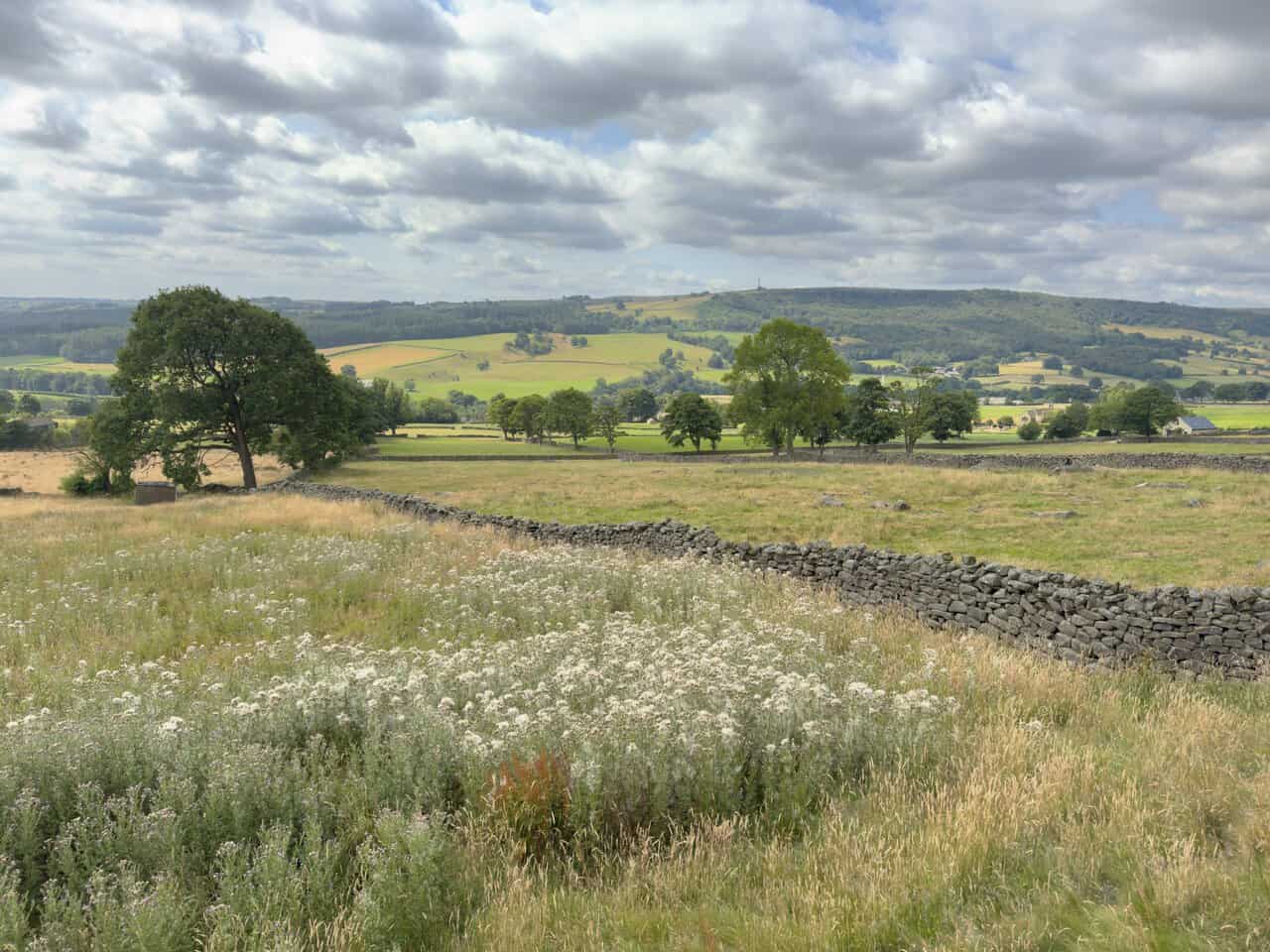 Walled fields and scattered trees stretching towards Heyshaw Moor on the Brimham Rocks walk.