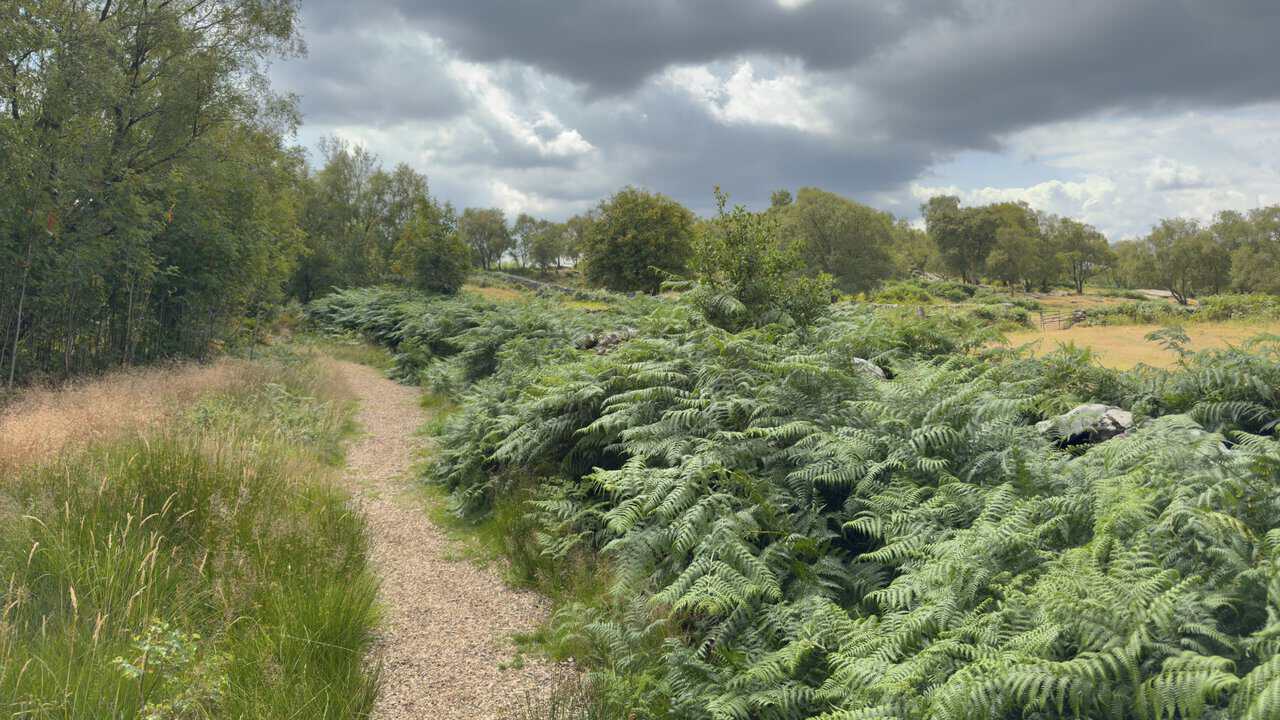 Soft wood-chip path leading away from Brimham Rocks across the open moor.
