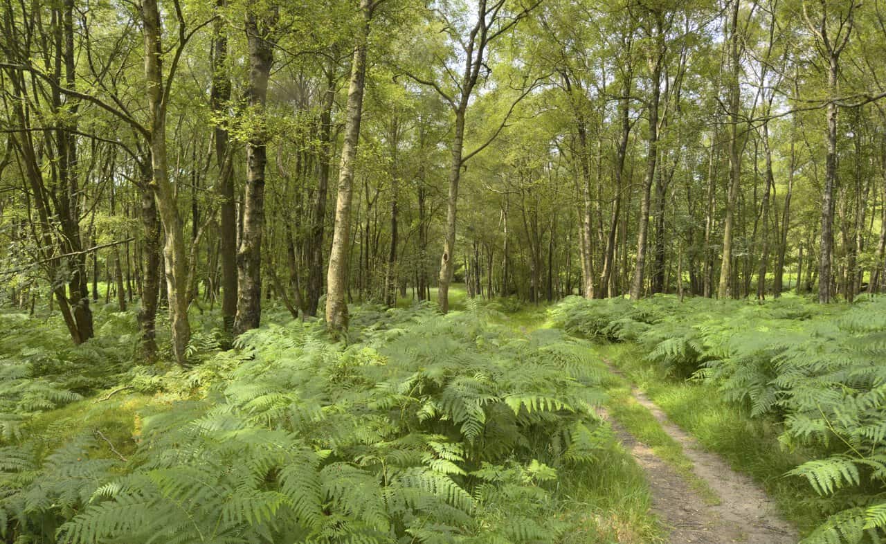 Grassy Brimham Rocks walk path through High Wood, surrounded by birch trees, alders and ferns.